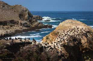 Point Lobos-3436.jpg